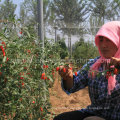 Les baies de Goji séchées rouges biologiques (Wolfberry) The King of Ningxia